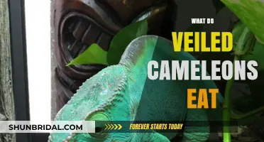 Veiled Chameleon Diet: What Do These Colorful Lizards Eat?