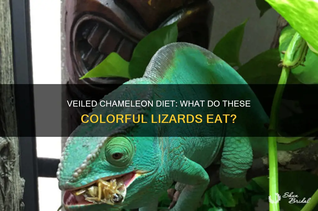 what do veiled cameleons eat