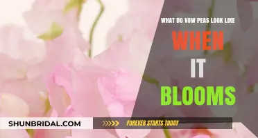Discover the Vibrant Beauty of Blooming Vow Peas Flowers