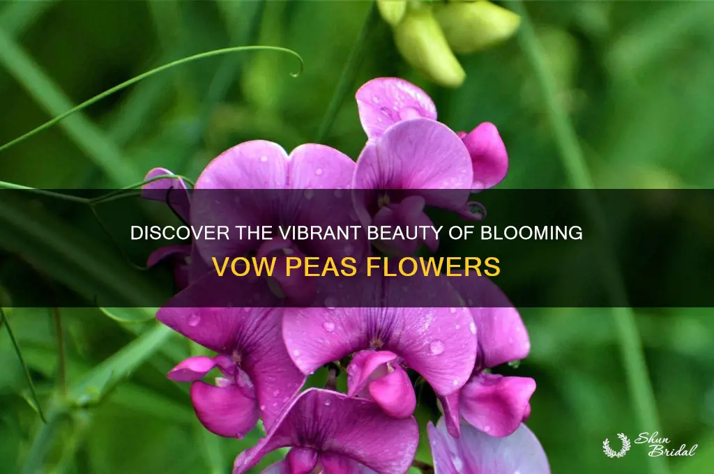 what do vow peas look like when it blooms