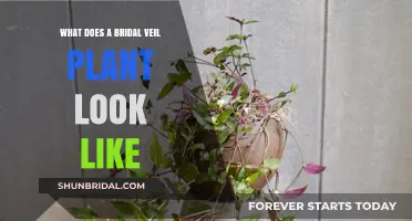 Discover the Unique Appearance of the Bridal Veil Plant