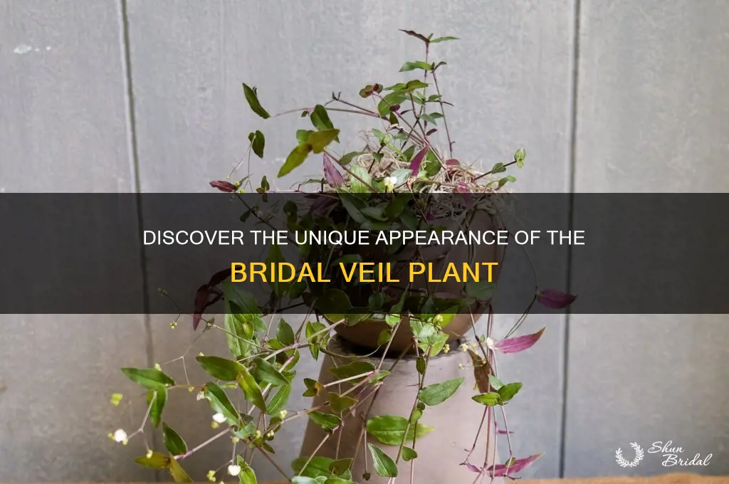 what does a bridal veil plant look like