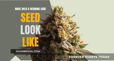 Wedding Cake Seeds: A Sweet Treat for the Eyes