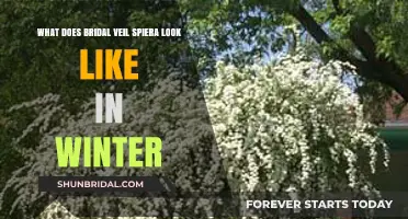 Winter Beauty: Bridal Veil Spirea's Seasonal Transformation Revealed
