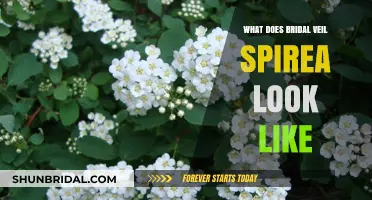 Discover the Delicate Beauty of Bridal Veil Spirea: A Visual Guide