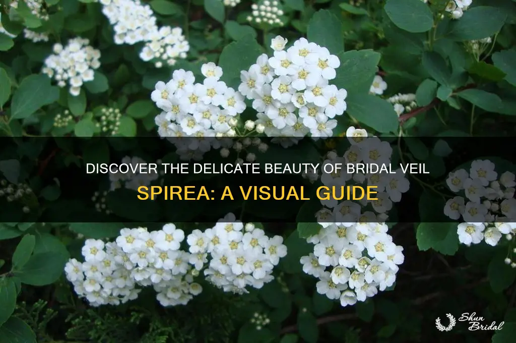 what does bridal veil spirea look like