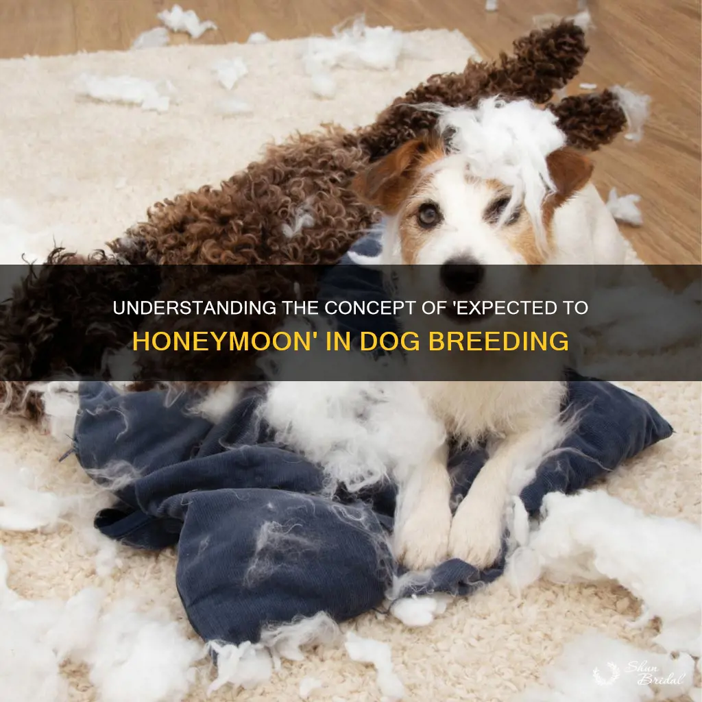 what does expected to honeymoon in dogbreeding