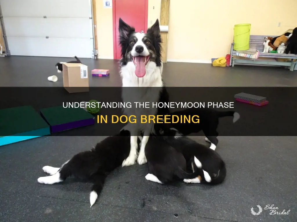 what does expected to honeymoon in dogbreeding