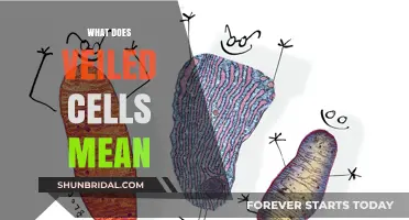 Understanding Veiled Cells: Definition, Function, and Biological Significance Explained