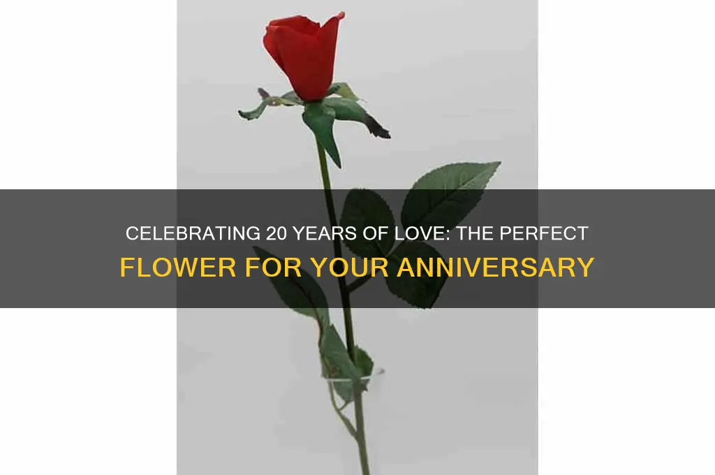 what flower represents 20th wedding anniversary