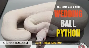 White Wedding Ball Pythons: Unlocking Gene Secrets