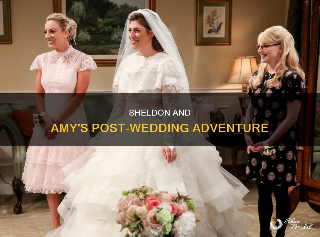 what happens after sheldon and amy wedding