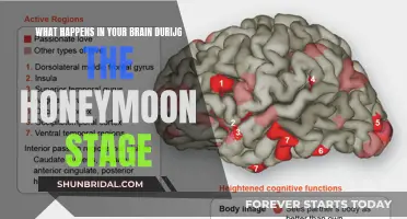 Unraveling the Honeymoon Effect: Brain Chemistry's Role