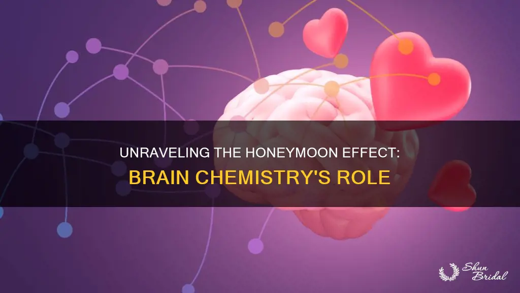 what happens in your brain durijg the honeymoon stage