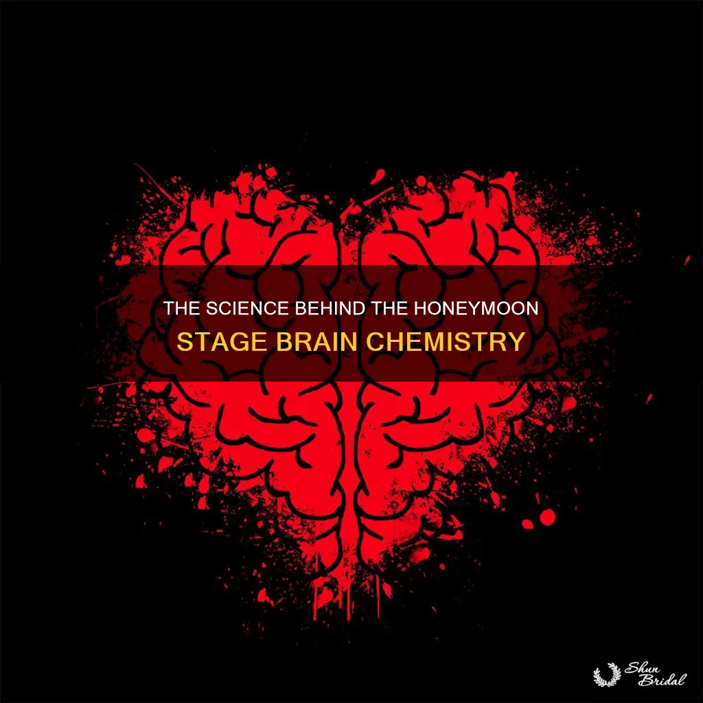 what happens in your brain durijg the honeymoon stage