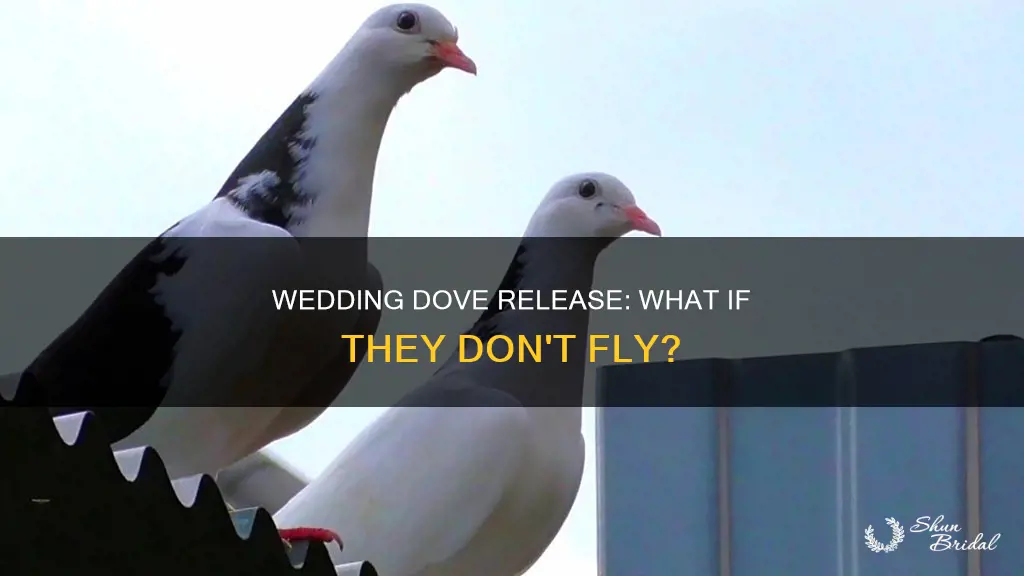 what happens when doves don