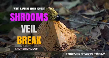 Breaking the Veil: Unveiling the Effects of Shrooms' Veil Rupture