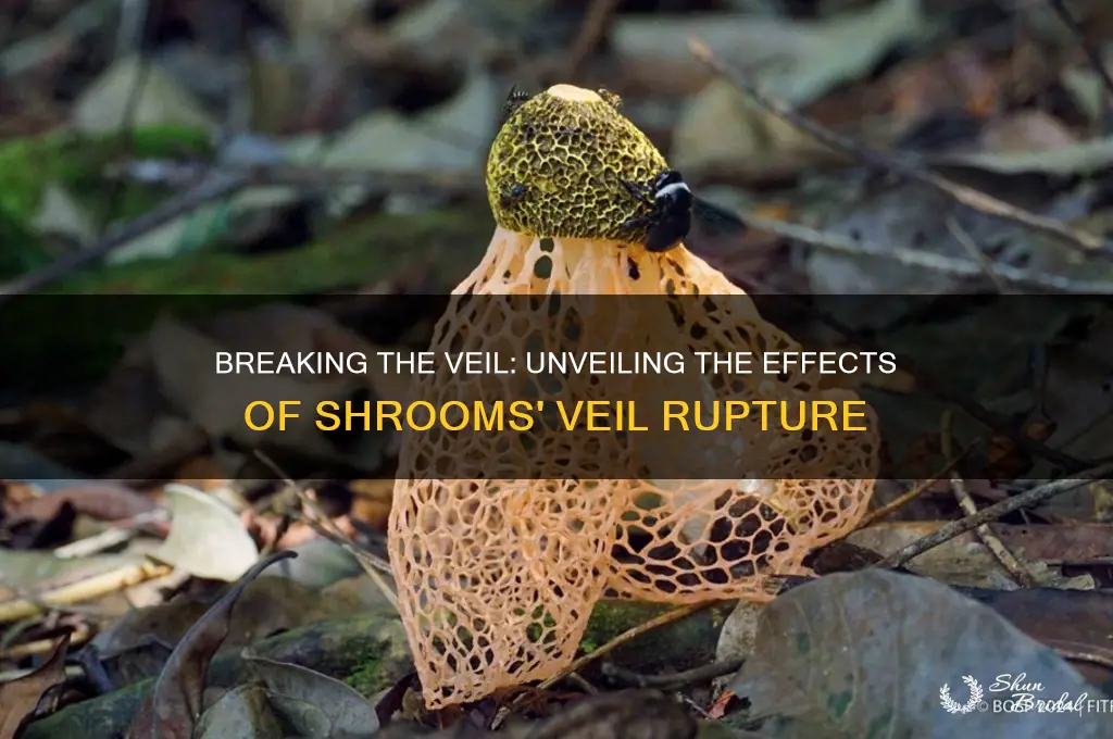 what happens when you let shrooms veil break