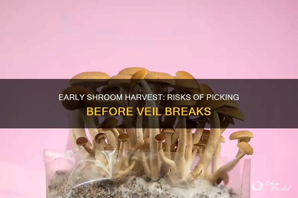 what if i pick my shrooms before the veil breaks