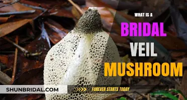 Discover the Enchanting Bridal Veil Mushroom: A Fungal Wonder Explained