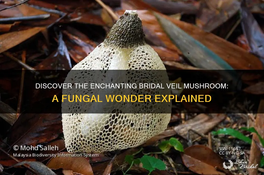 what is a bridal veil mushroom