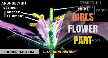 Understanding the Female Reproductive System: What is a Girl's Flower Part?