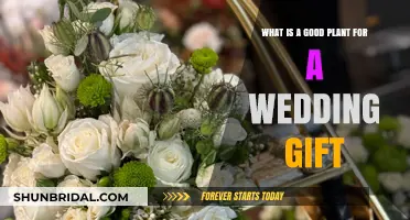 Thoughtful Wedding Gift Ideas: The Perfect Plant for Newlyweds