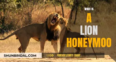 Honeymoon Holidays: Lions' Special Mating Rituals