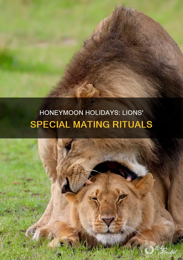 what is a lion honeymoon