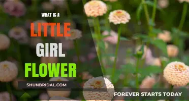 What is a Little Girl Flower? Unveiling the Meaning and Symbolism