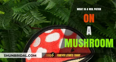 Understanding the Veil Patch: A Key Mushroom Identification Feature