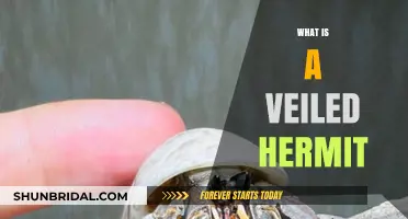 Unveiling the Mystery: Understanding the Veiled Hermit Crab's Unique Lifestyle