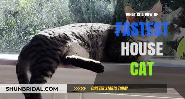 Unveiling the Myth: Fastest House Cat Vow Explained