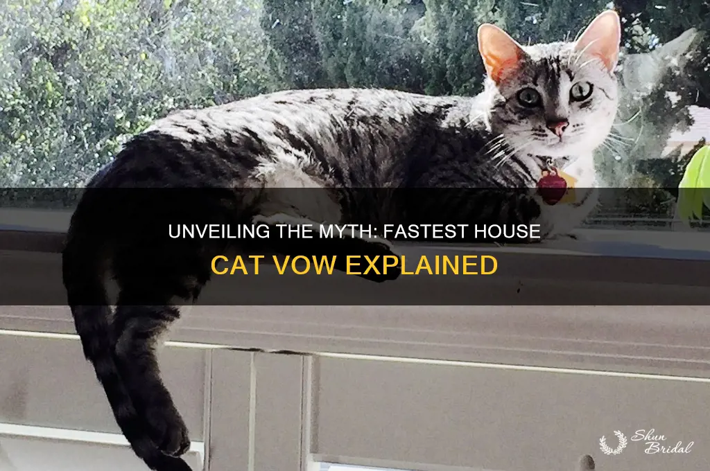 what is a vow of fastest house cat
