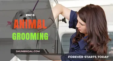 Pampering Paws: The Art of Animal Grooming