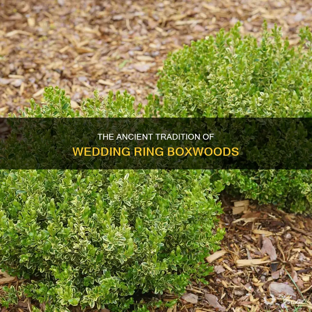 what is origin of the wedding ring boxwood