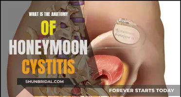 Understanding Honeymoon Cystitis: Unraveling the Anatomy of a Post-Wedding UTI