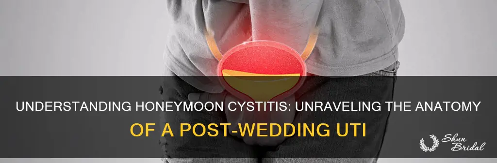 what is the anatomy of honeymoon cystitis