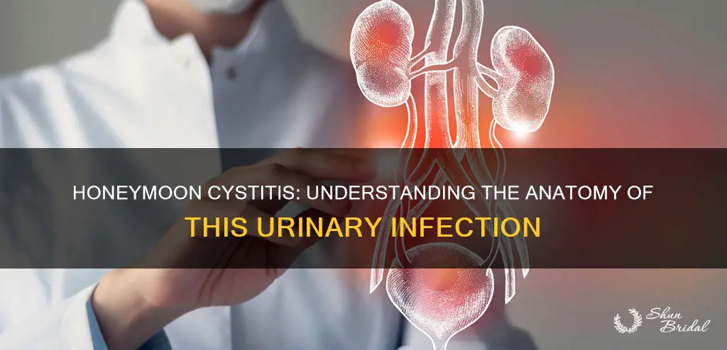 what is the anatomy of honeymoon cystitis