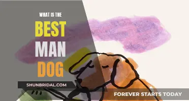 The Ultimate Companion: Man's Best Friend