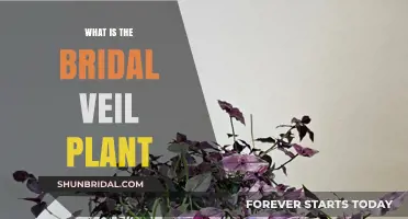 Discover the Bridal Veil Plant: A Stunning Indoor Greenery Guide