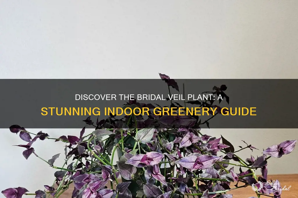 what is the bridal veil plant