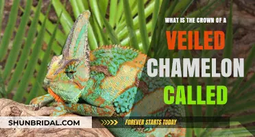 Unveiling the Mystery: The Crown of a Veiled Chameleon Explained