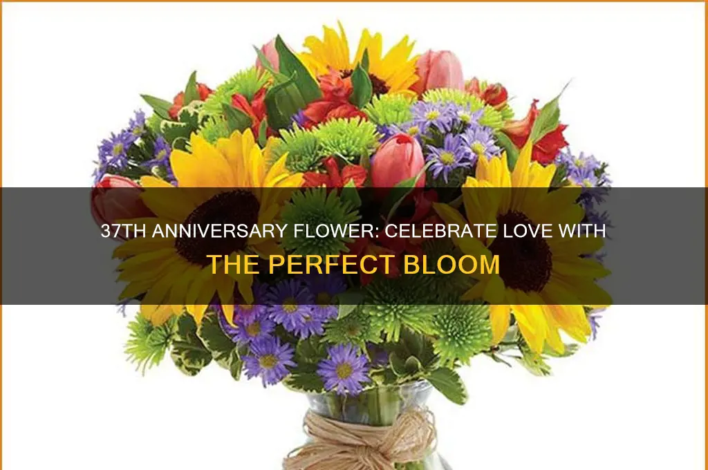 what is the flower for 37th wedding anniversary