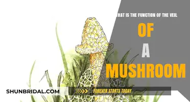 Unveiling the Mushroom Veil: Its Surprising Role in Fungal Reproduction