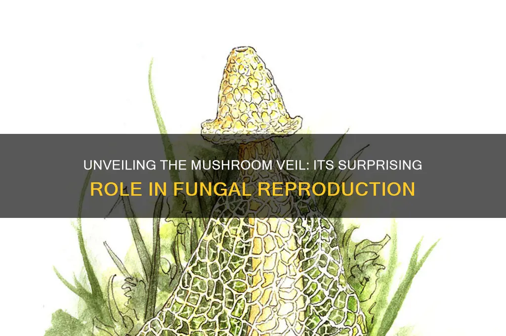 what is the function of the veil of a mushroom