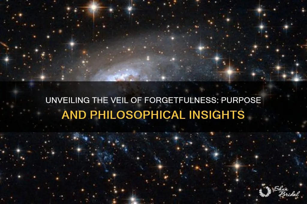 what is the purpose of the veil of forgetfulness