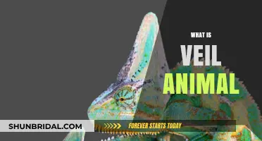 Unveiling the Mystery: What is a Veil Animal and Its Unique Traits
