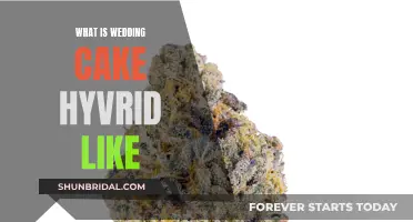 Exploring the Wedding Cake Hybrid: A Tasty Strain Review