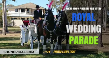 Majestic Horses of the Royal Wedding Parade: Breeds and Traditions